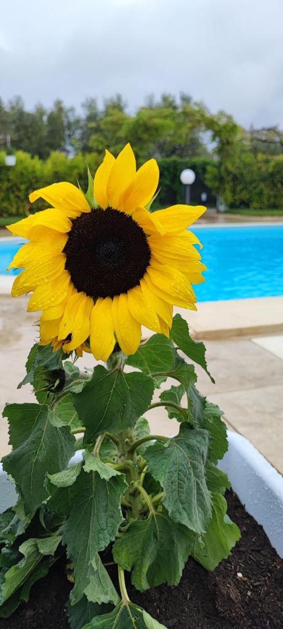 B&B Villa Antonella Пьяцца-Армерина Экстерьер фото
